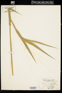 Phragmites australis image