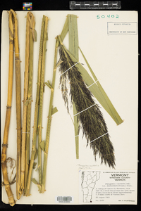 Phragmites australis image