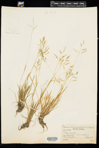 Poa annua image