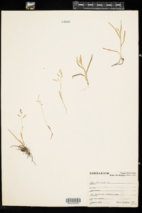 Poa annua image