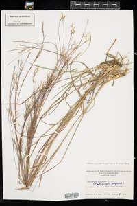 Schizachyrium scoparium image