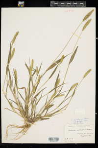 Setaria viridis image