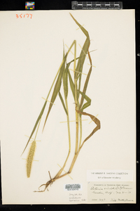 Setaria viridis image