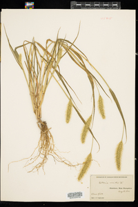 Setaria viridis image