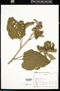 Arctium minus image