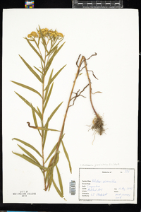 Euthamia graminifolia image