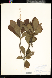 Clethra alnifolia image