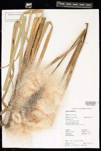 Typha latifolia image