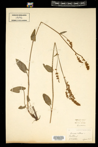 Rumex acetosa image