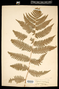 Dryopteris goldiana image