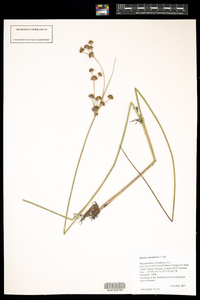 Juncus canadensis image