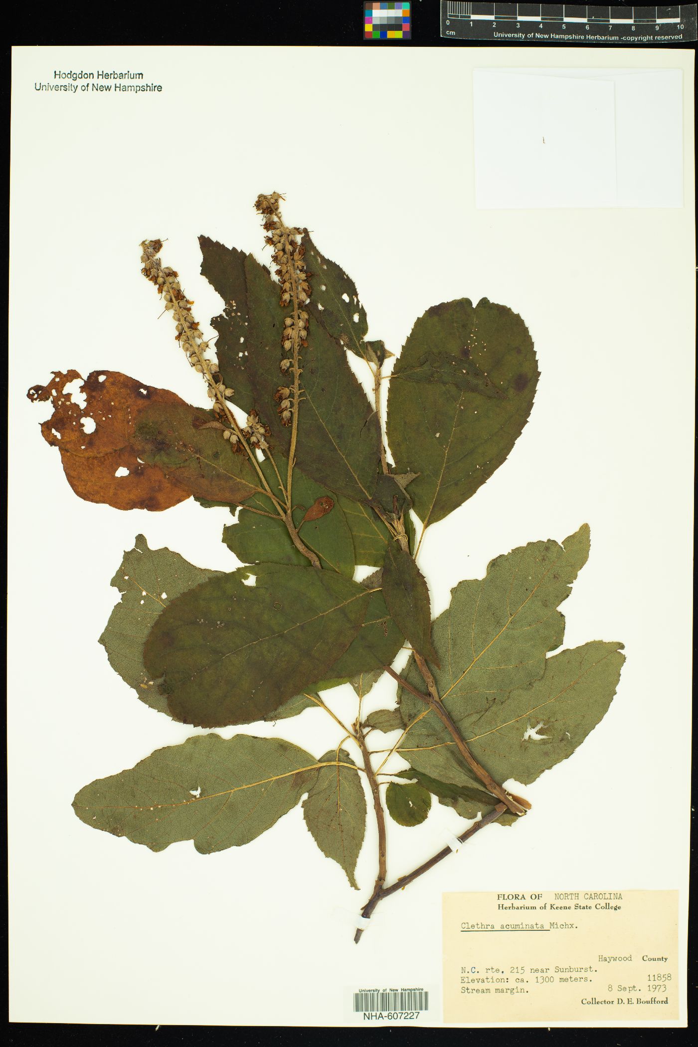 Clethraceae image
