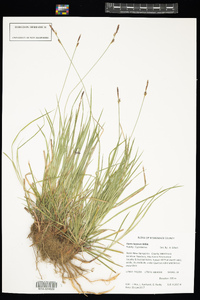 Carex lucorum image