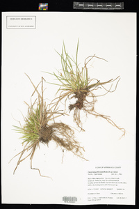 Carex tonsa var. tonsa image