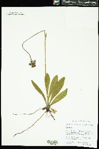 Pilosella aurantiaca image