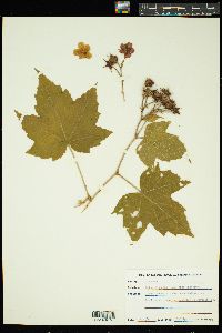 Image of Rubus odoratus