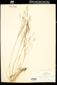 Agrostis scabra image