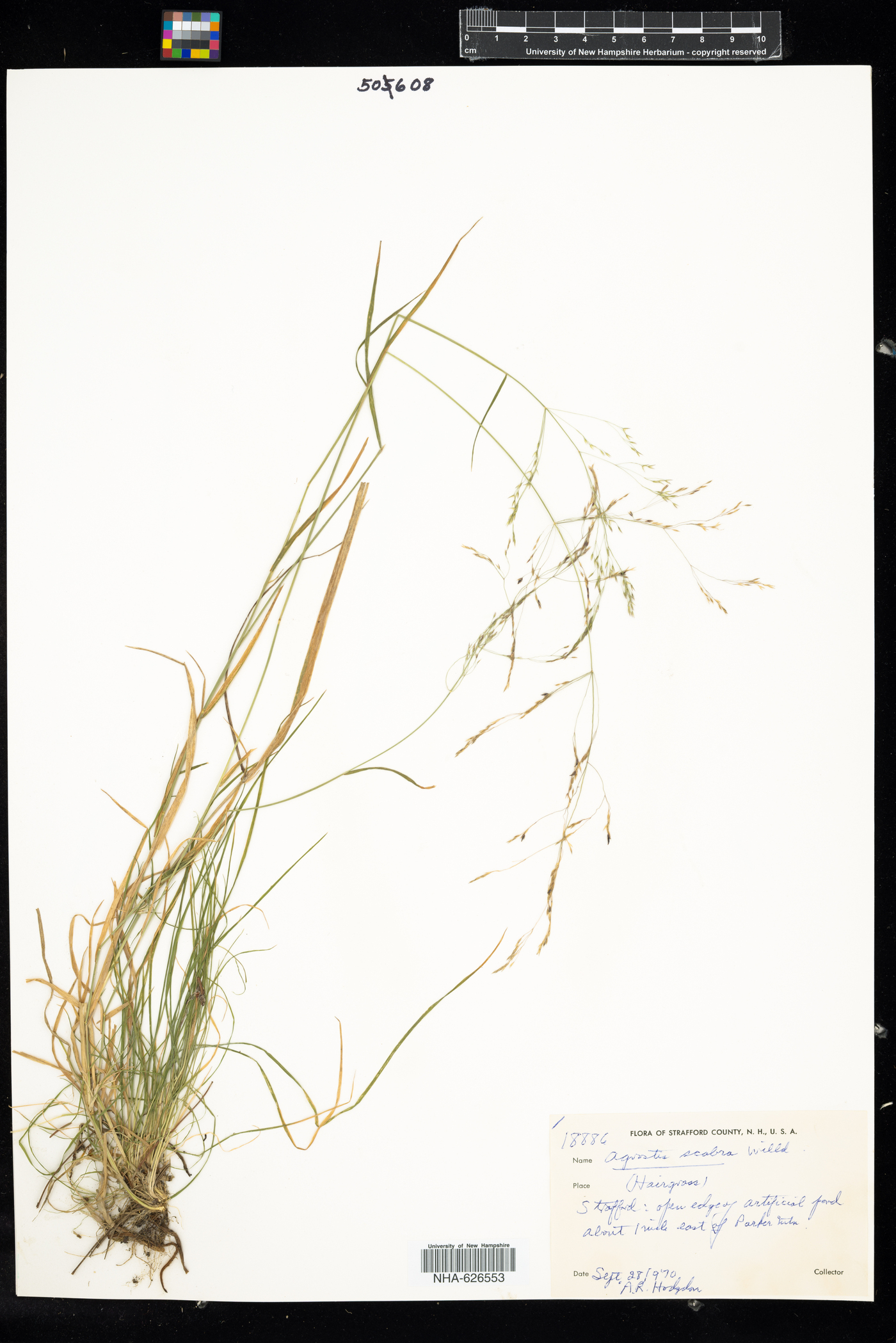 Agrostis scabra image