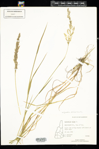 Agrostis stolonifera image