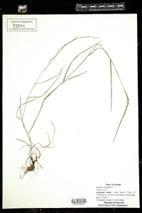 Agrostis stolonifera image