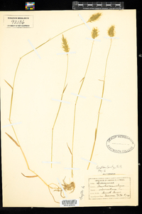 Anthoxanthum odoratum image