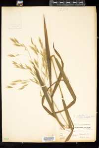Bromus ciliatus image