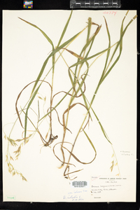 Bromus ciliatus image