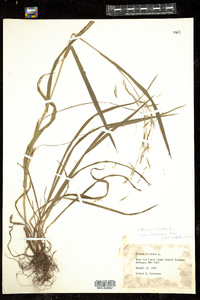 Bromus ciliatus image