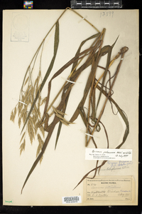 Bromus pubescens image