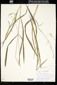 Bromus pubescens image