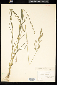 Bromus secalinus image