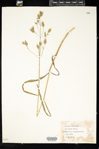 Bromus secalinus image