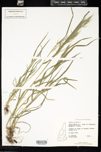 Bromus tectorum image