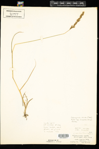 Calamagrostis stricta ssp. inexpansa image