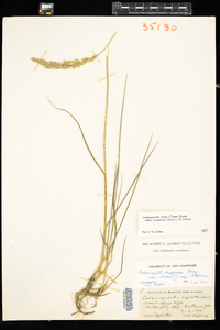 Calamagrostis stricta ssp. inexpansa image