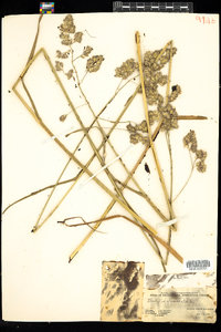 Dactylis glomerata image