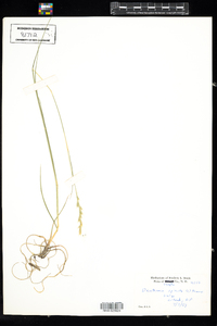Danthonia spicata image