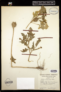 Image of Datura quercifolia