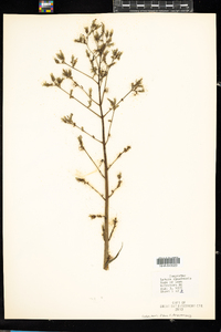 Lactuca canadensis image