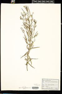 Epilobium leptophyllum image