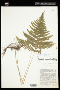 Phegopteris hexagonoptera image