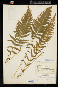 Thelypteris noveboracensis image