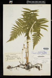 Thelypteris noveboracensis image