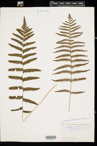 Thelypteris palustris var. pubescens image