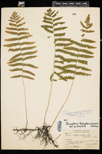 Thelypteris palustris var. pubescens image