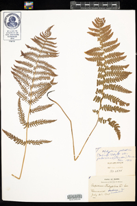 Thelypteris palustris var. pubescens image