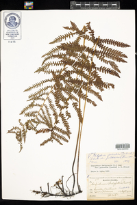 Thelypteris palustris var. pubescens image