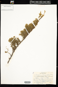 Juniperus horizontalis image