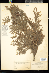 Thuja occidentalis image