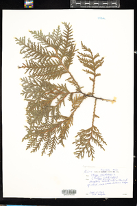 Thuja occidentalis image